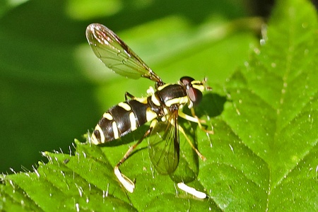 Xanthogramma species probably stackelbergi f hoverfly, Alan Prowse